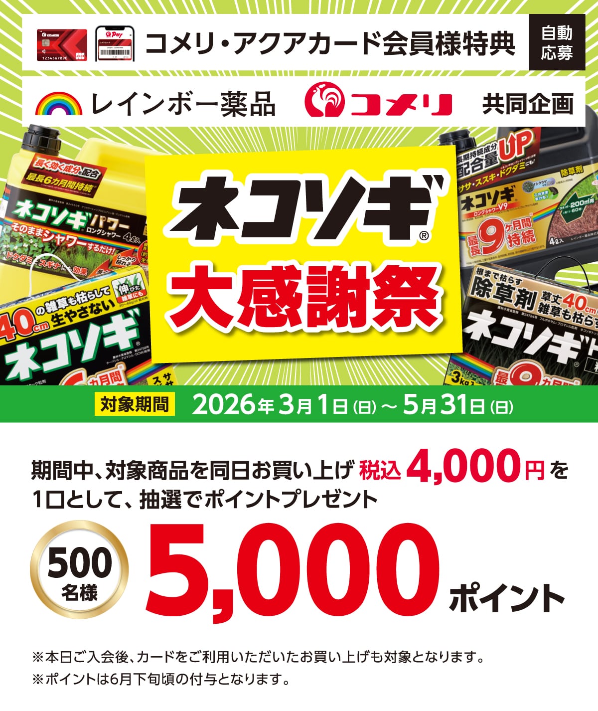 ���C���{�[��i�@�l�R�\�M�労�ӍՁ@2026�N3��1��(��)�`5��31��(��)�̃L�����y�[�����Ԓ��A�Ώۏ��i�𓯓��������グ�ō�4,000�~�ȏ��1���Ƃ��Ē��I�Ń|�C���g�v���[���g�I����ɃR�b�RPay�̓o�^�Ō���10�{�I