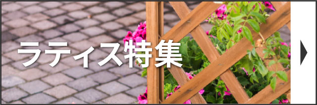 ���e�B�X���W