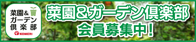 �؉����K�[�f����y��