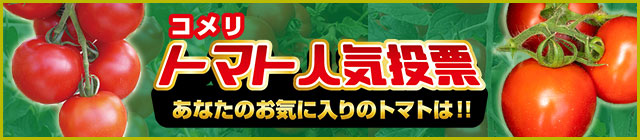 �g�}�g�l�C���[