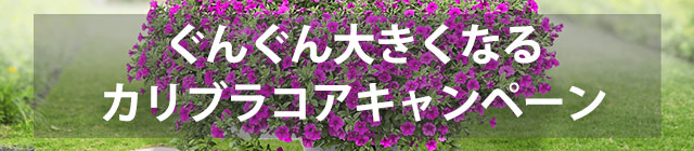 ���񂮂�傫���Ȃ�J���u���R�A�L�����y�[��