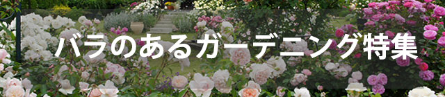 バラのお庭特集