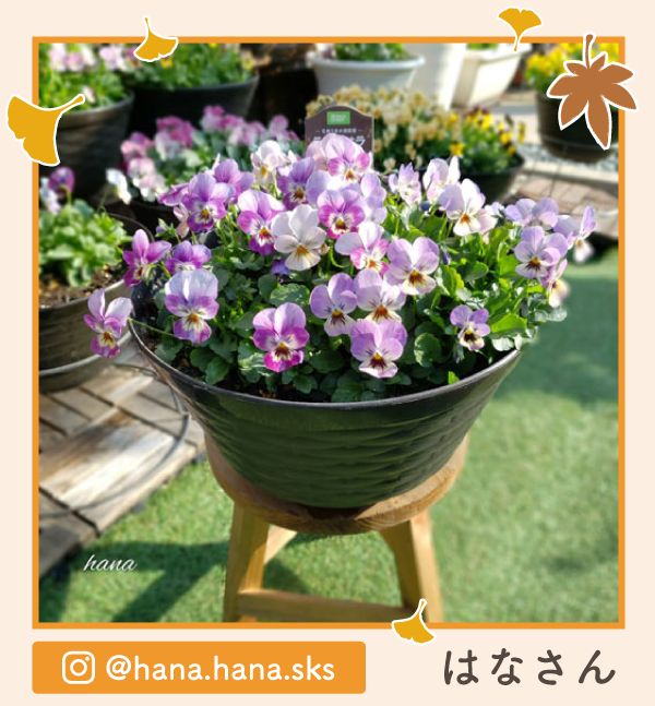 �y�O�����v����i�z�͂Ȃ���