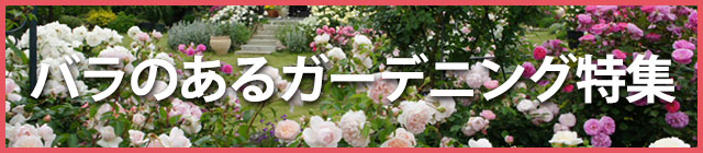 ���[�Y�K�[�f�����W