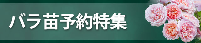 �o���c�\����W