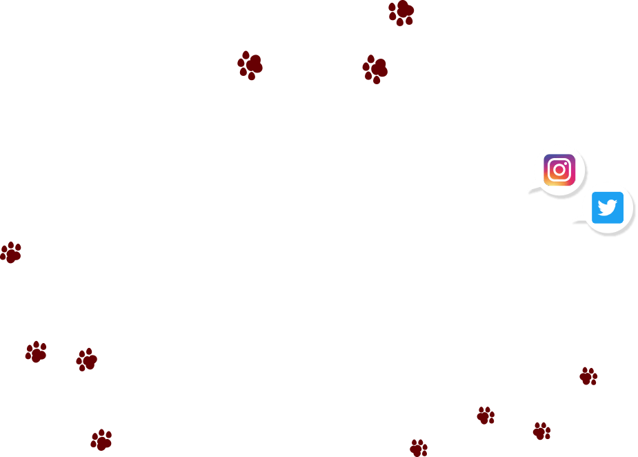 Petami�Ƃ��������y�b�g�t�H�g�R���e�X�g