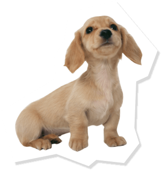 Petami�Ƃ��������y�b�g�t�H�g�R���e�X�g