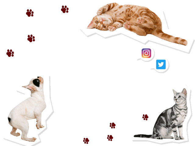 Petami�Ƃ��������y�b�g�t�H�g�R���e�X�g