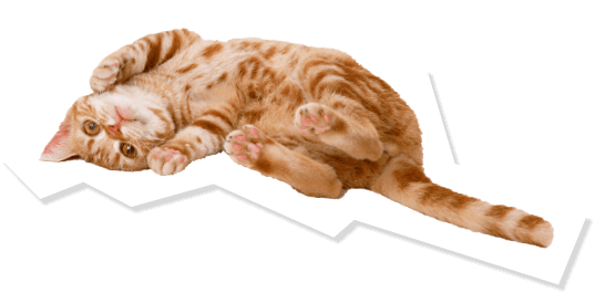 Petami�Ƃ��������y�b�g�t�H�g�R���e�X�g