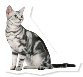 Petami�Ƃ��������y�b�g�t�H�g�R���e�X�g