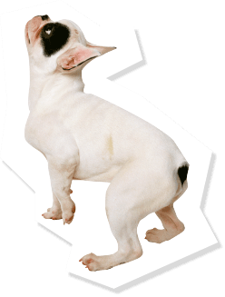 Petami�Ƃ��������y�b�g�t�H�g�R���e�X�g