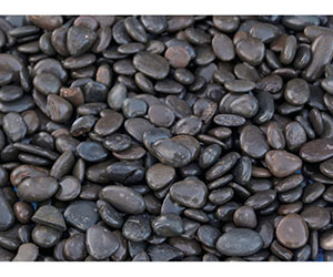 庭園黒玉 5分 10kg