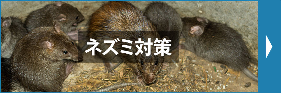 ネズミ対策
