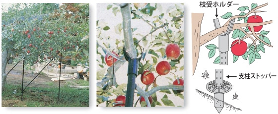 果樹枝受用支柱