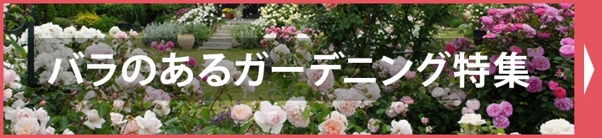 バラのあるガーデニング特集