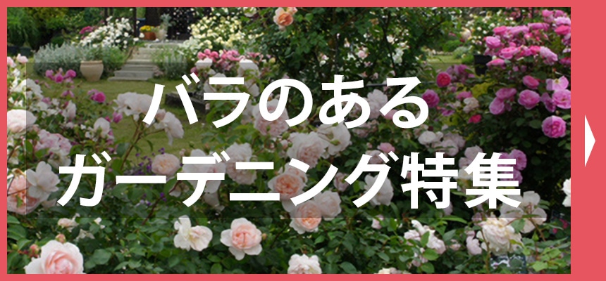 バラのあるガーデニング特集