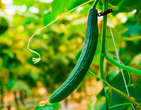 キュウリネット