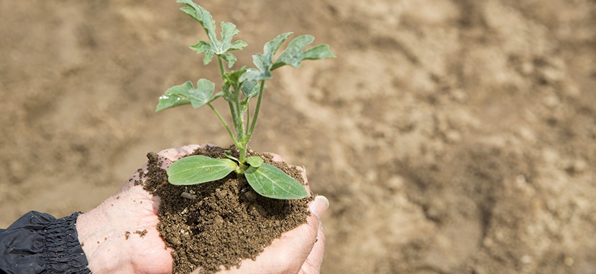 おすすめ培養土特集