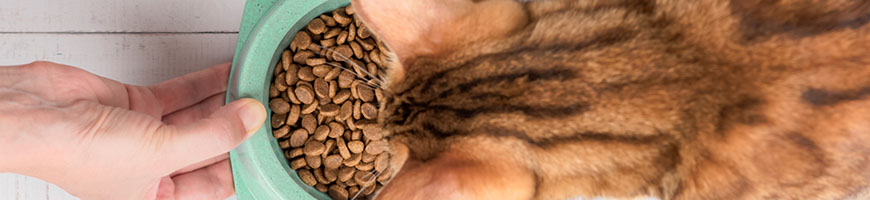 おすすめキャットフード特集