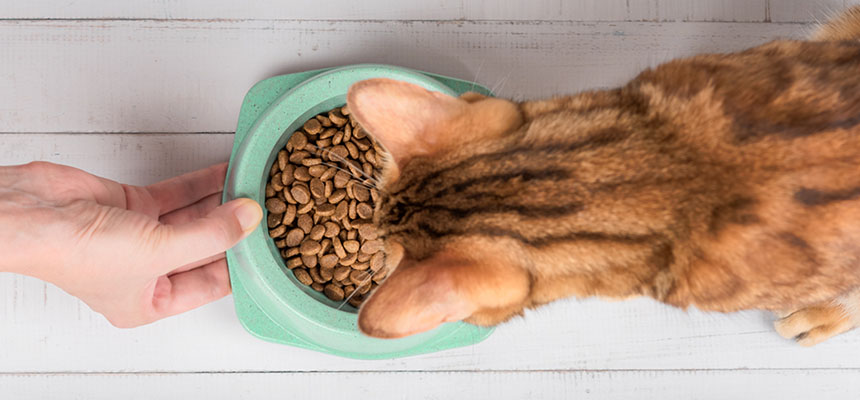 おすすめキャットフード特集