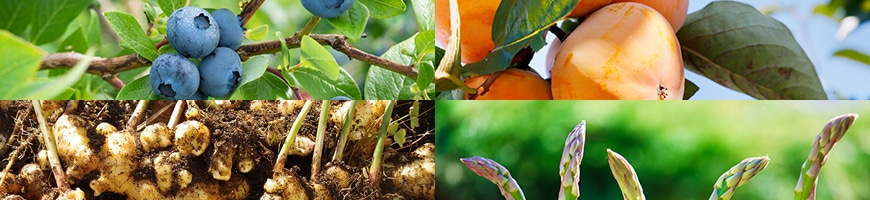 春の果樹苗・野菜苗・球根予約特集