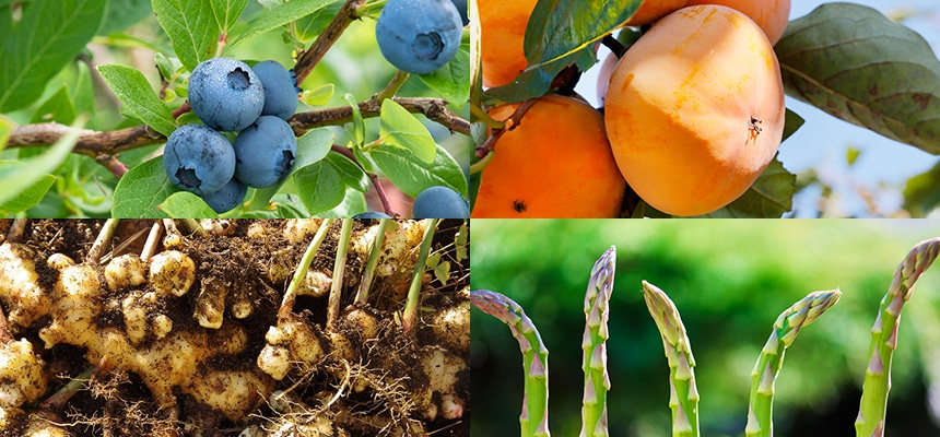 春の果樹苗・野菜苗・球根予約特集