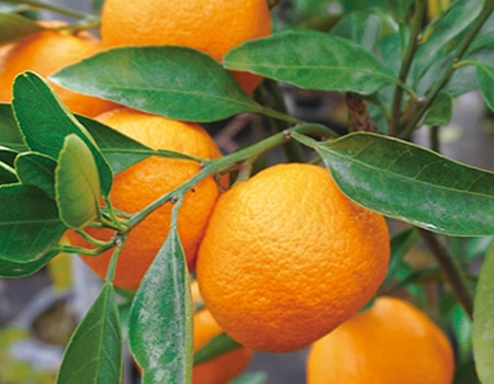 柑橘