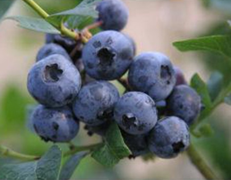 ブルーベリー　ハイブッシュ系
