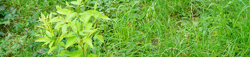 おすすめ除草剤特集