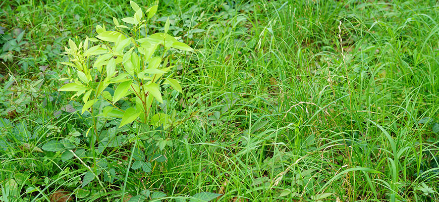 おすすめ除草剤特集