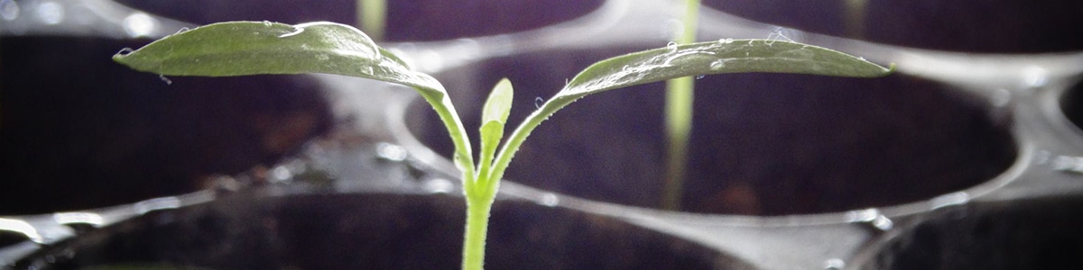 育苗ポット・プラグトレー特集