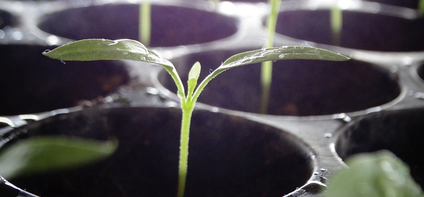 育苗ポット・プラグトレー特集