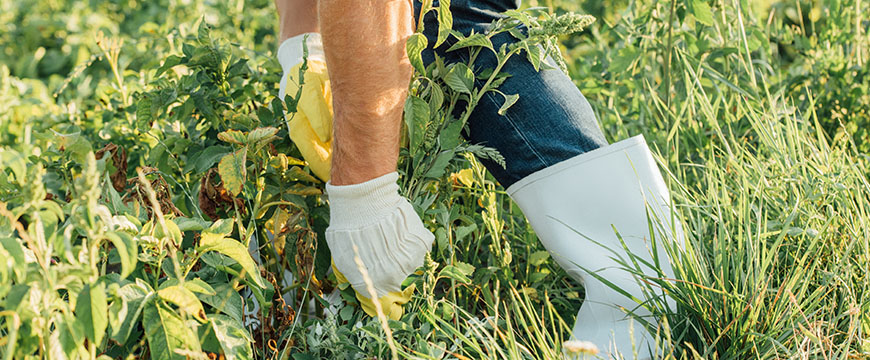 雑草を取り除く