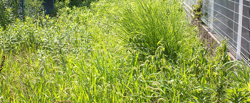 雑草中期　期間：5～8月