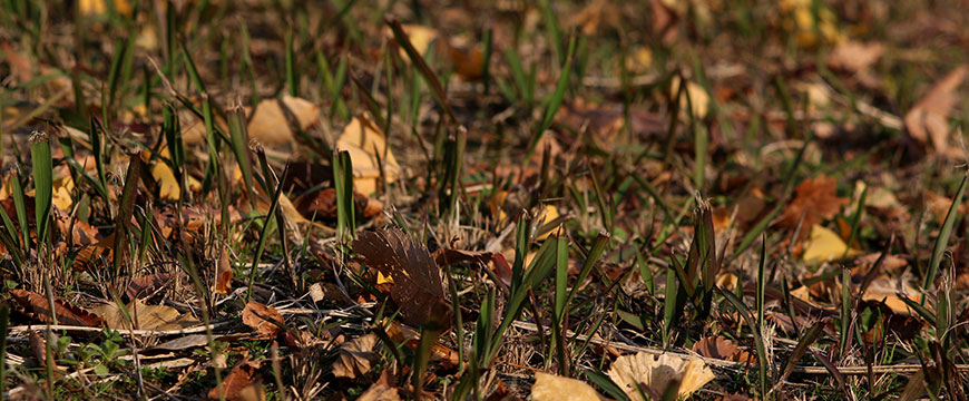 雑草後期　期間：9～1月