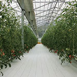 �͔|�{�ݗp�h���V�[�g