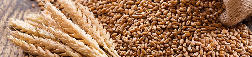 麦種子予約特集