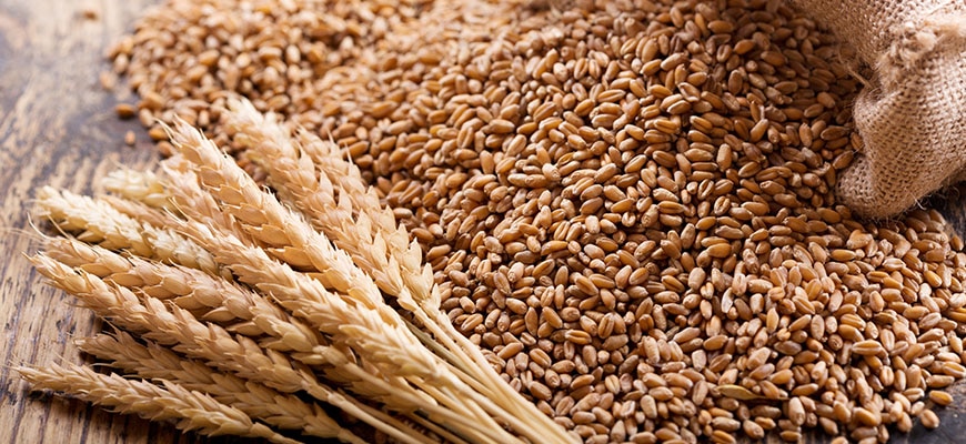 麦種子予約特集