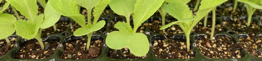 葉菜プラグ苗予約特集