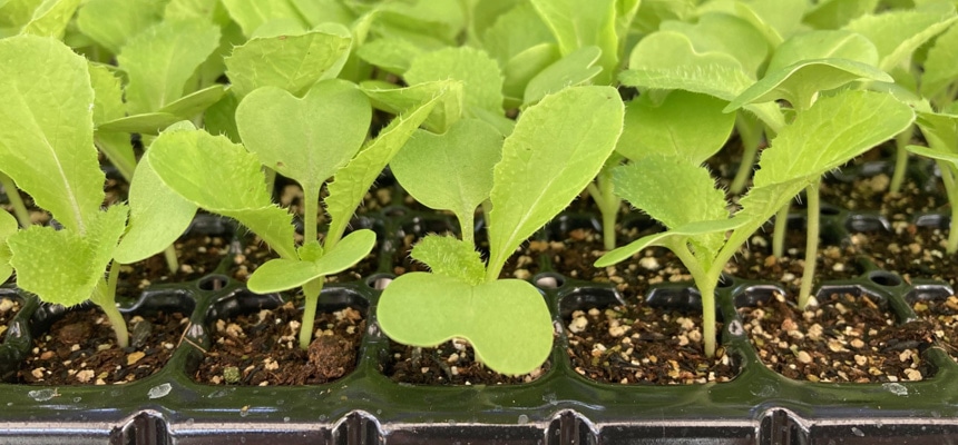 葉菜プラグ苗予約特集