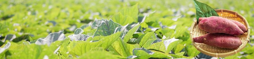 サツマイモプラグ苗予約特集