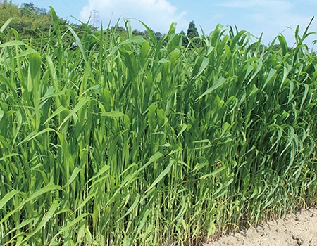 �n�E�X���̉ߏ艖�����z��