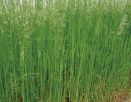 �삦�������悭����