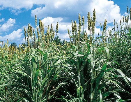 �򗈊Q���}���_���U�h�~