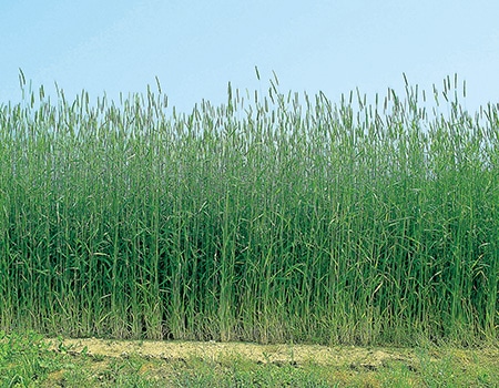 �y�����炩������