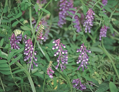 �`�b�\�̌��삪�ł���