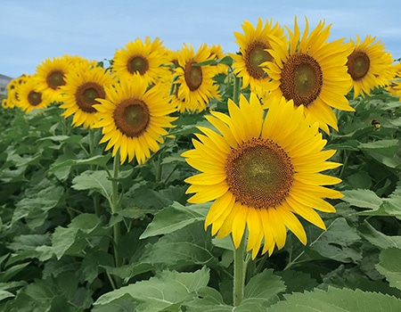 �����_�̌��삪�ł���