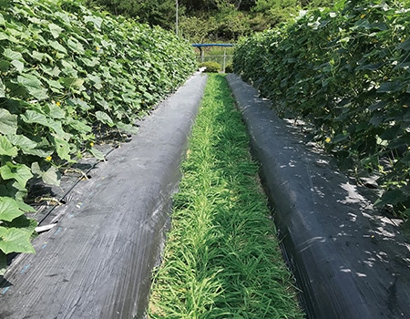 �O���[���}���`