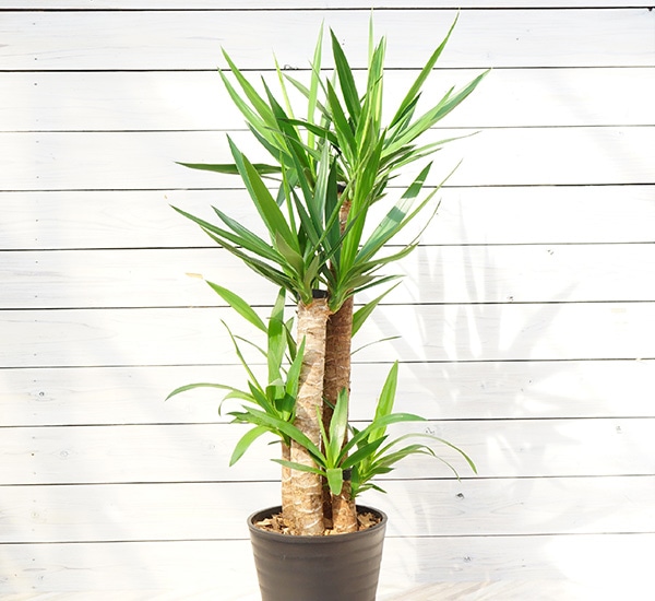 ドラセナ　ユッカ