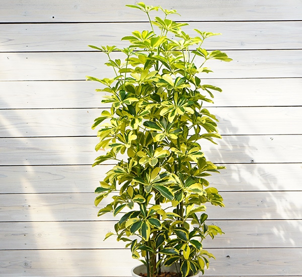 ホンコンカポック